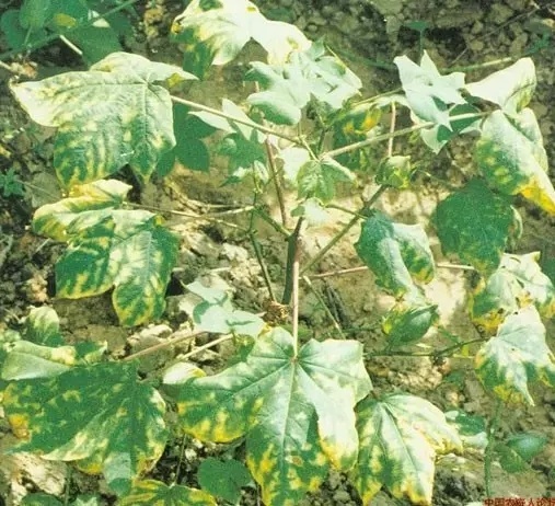 Biopesticides of ethyl alliin