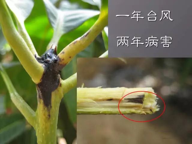 大地农化