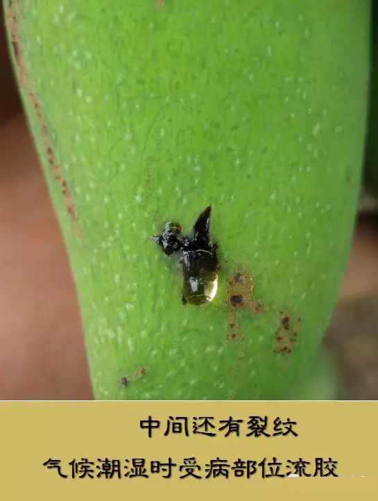 大地农化