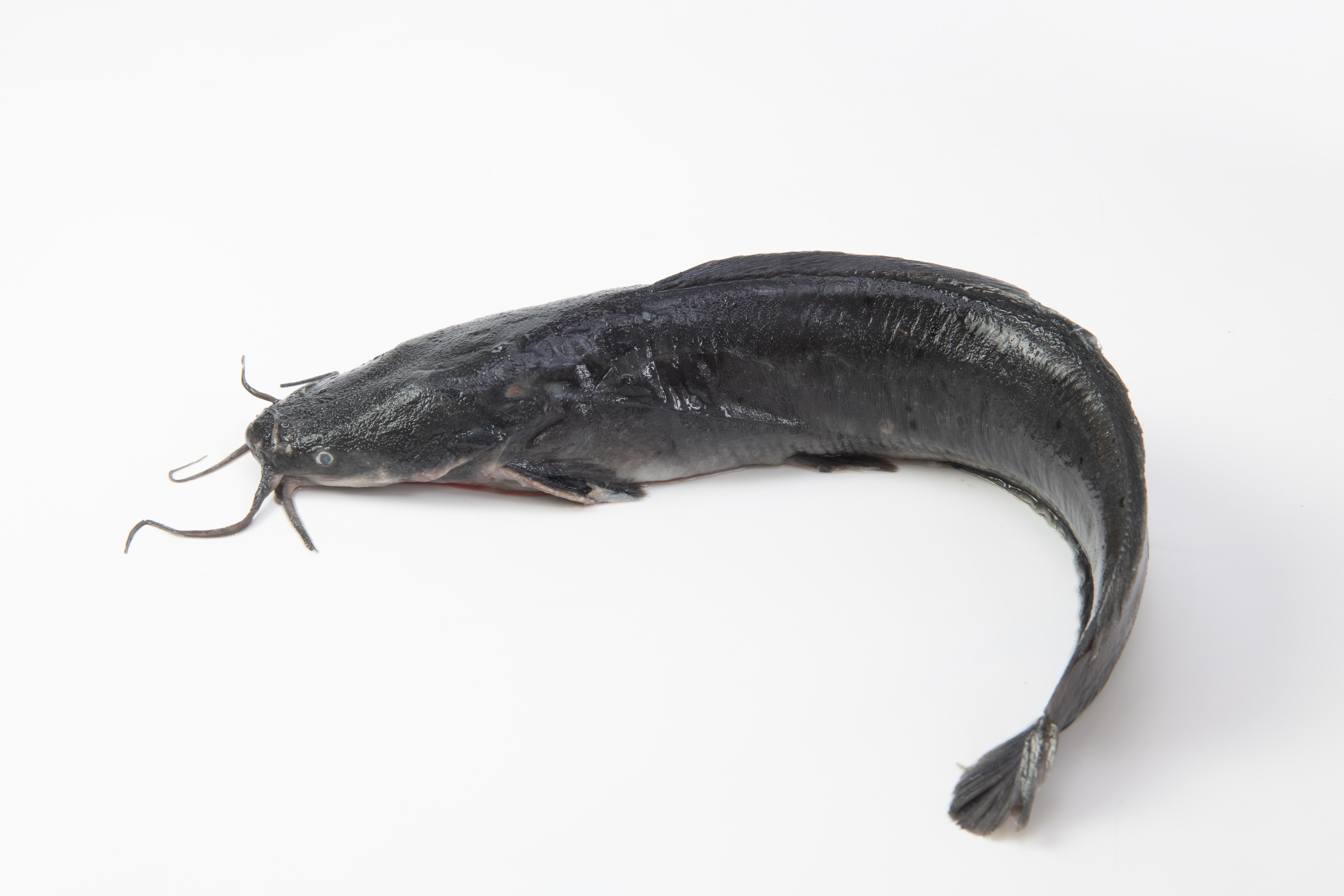 鯰魚（CATFISH）【營養(yǎng)豐富】