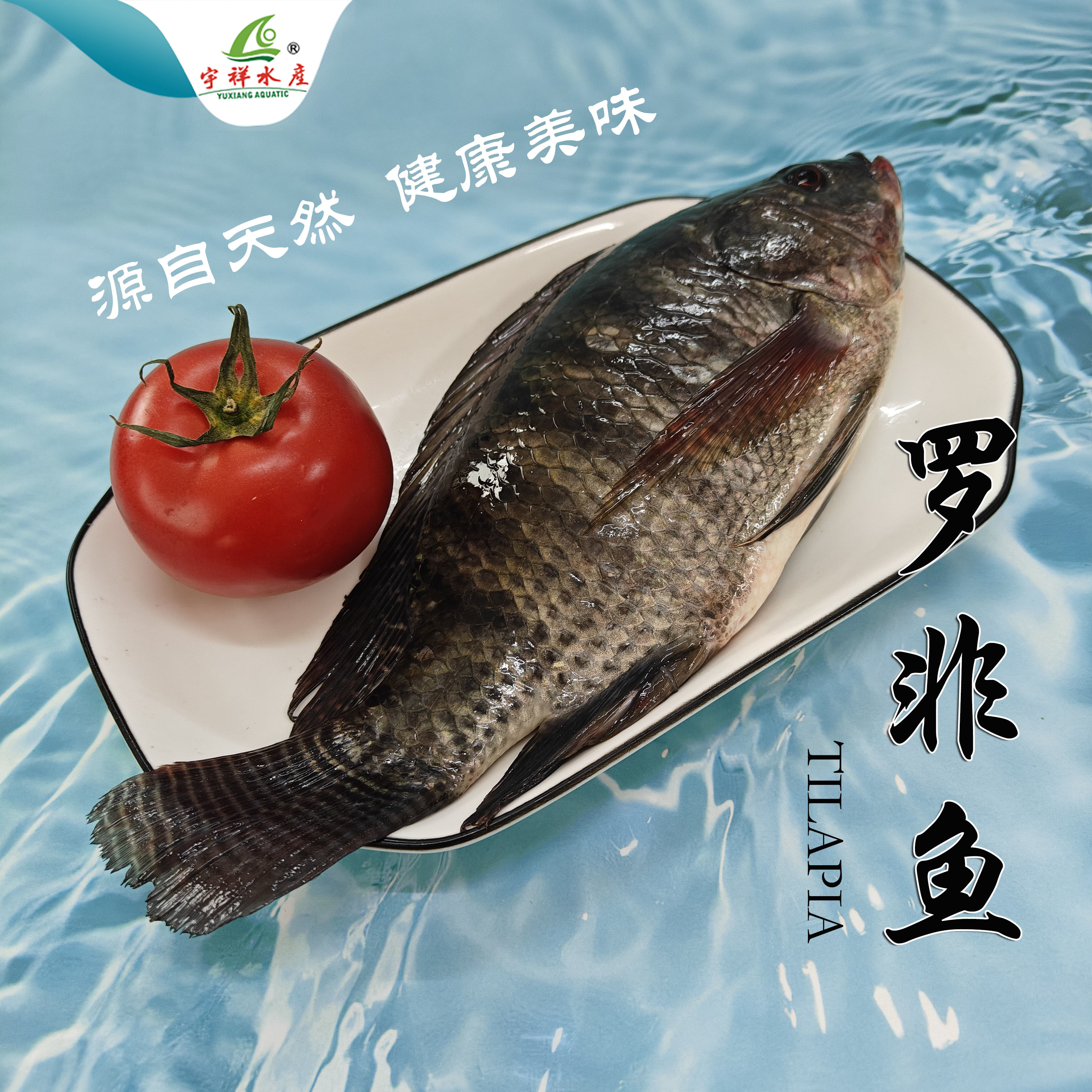 羅非魚（TILAPIA）【源自天然、生態(tài)水庫、綠色養(yǎng)殖】