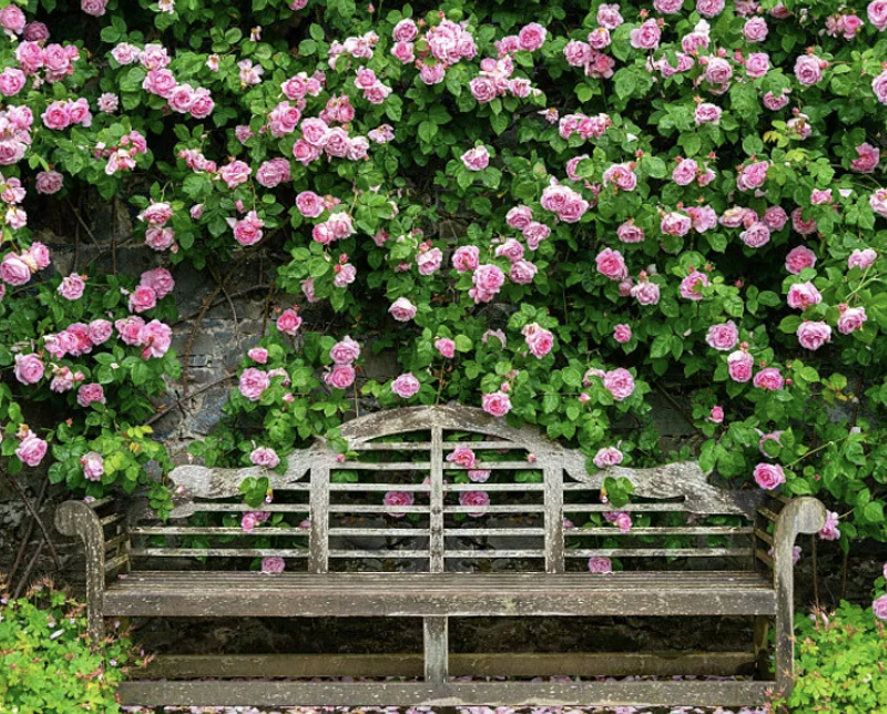 Plant Scenery Plant Scenery
