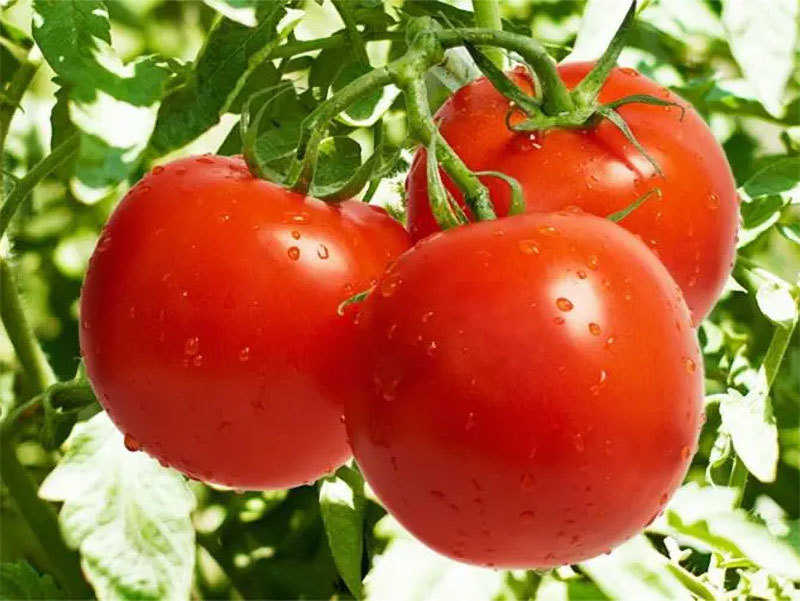 蔬菜