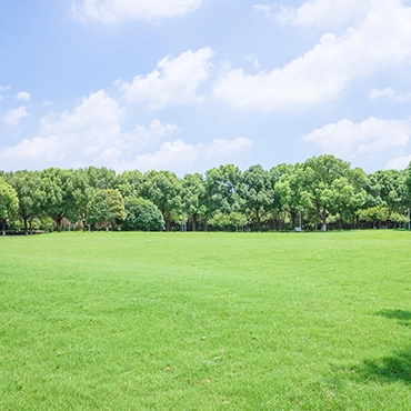 Agroforestry Industry