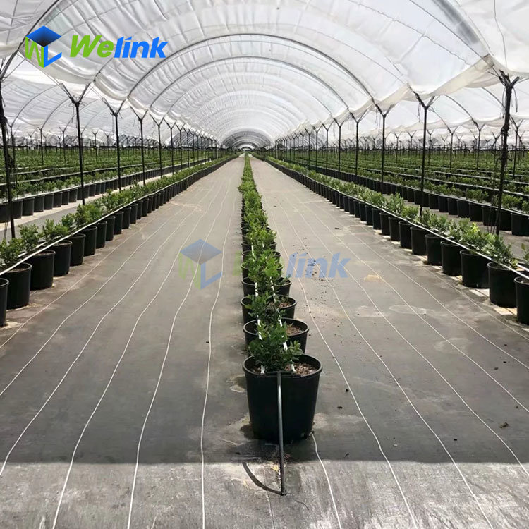 PP woven ground cover for blueberry