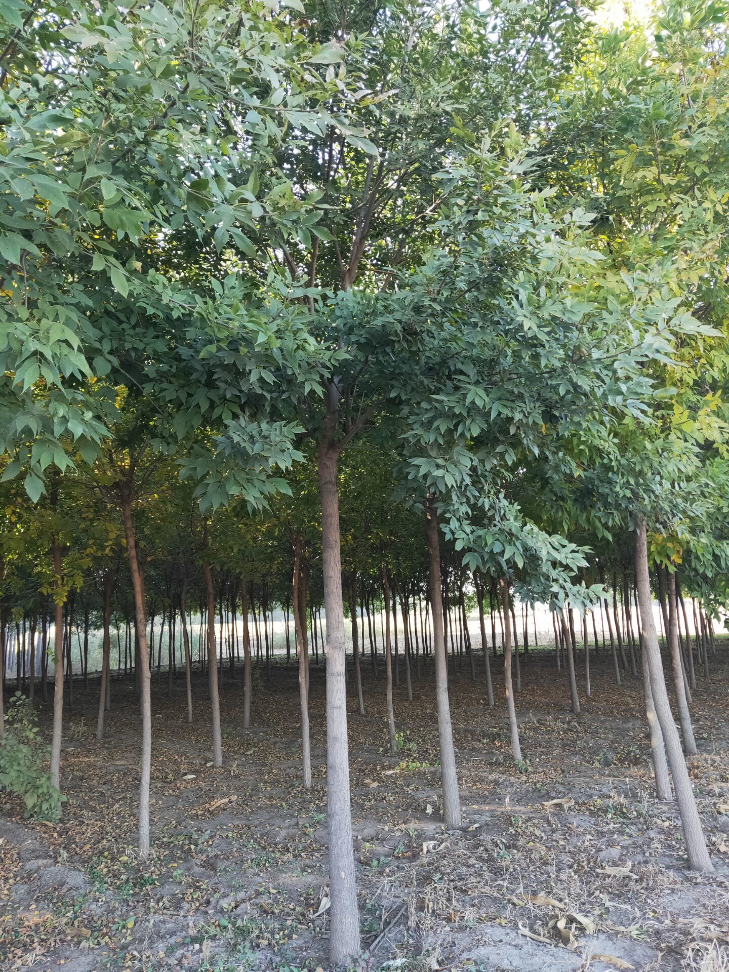 8-10公分老白蜡