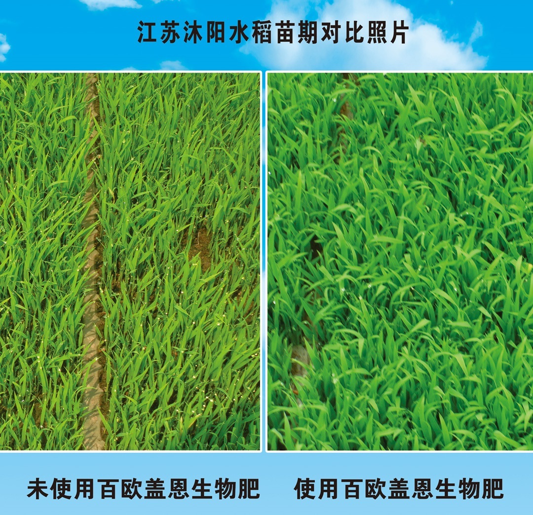 生物有机肥使用效果-水稻施肥效果