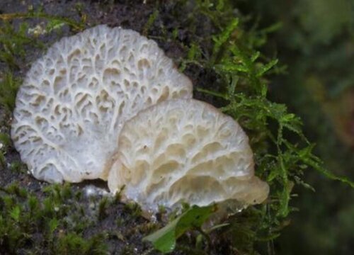 真菌属于植物吗