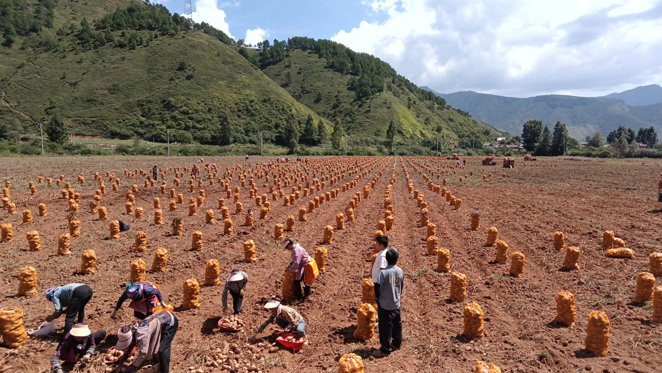 與市場賽跑  英茂種薯搶期收獲