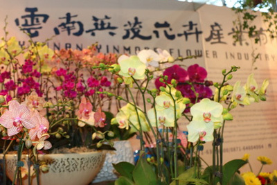 鲜花盛会 生机盎然——英茂花卉参加第十七届昆明国际花展
