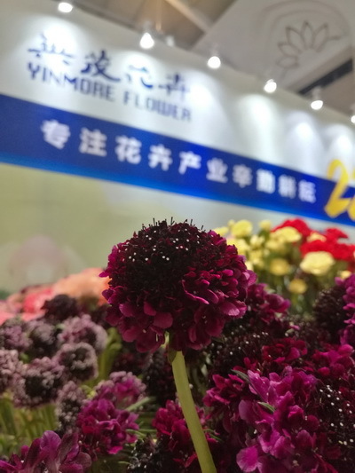 云南英茂集团有限公司