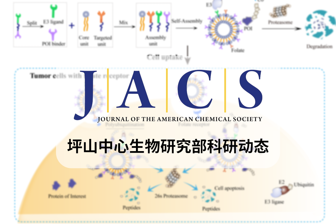 JACS|打破PROTAC研发逻辑，李子刚/尹丰团队最新进展：分而后合的脂质体PROTAC策略