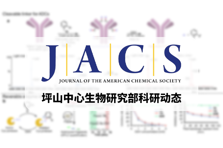 JACS | 李子刚/尹丰课题组在多肽/蛋白质可逆化学修饰方法学取得新进展