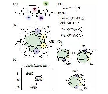 科研動態(tài)丨坪山中心在多肽自組裝設計和機理研究取得重要進展
