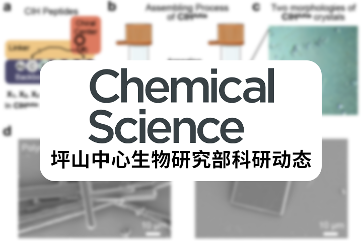 Chem. Sci. |李子剛/尹豐課題組在多肽自組裝領(lǐng)域取得新的研究進(jìn)展