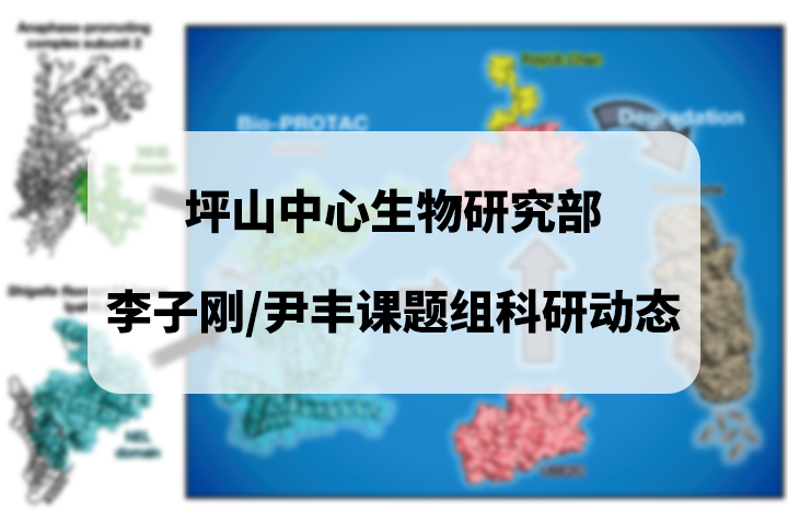 科研動態(tài)|李子剛/尹豐課題組在靶向蛋白降解領(lǐng)域取得新的研究進(jìn)展