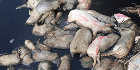 Animal Carcass Handling Animal Carcass Handling