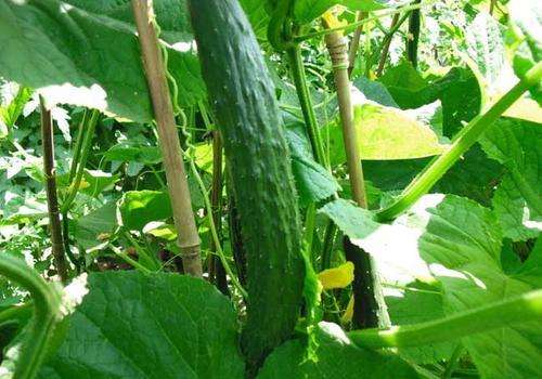 郑州田丰高钾叶面肥如何帮助黄瓜农户增产增收！