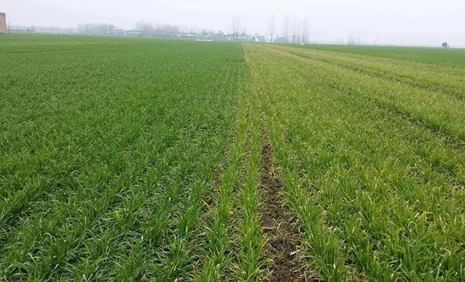 小麥返青期該如何施肥?施什么肥料?
