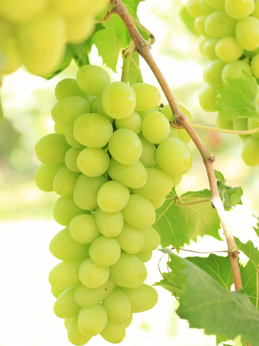 葡萄不用催熟劑，如何均勻上色種出好果