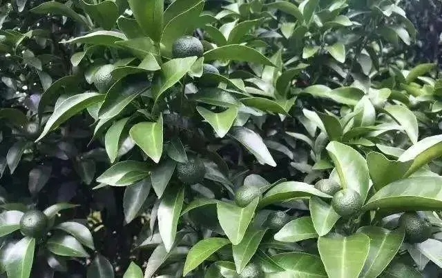牛奶酵素有機碳肥，緩解葡萄等果樹黃化問題