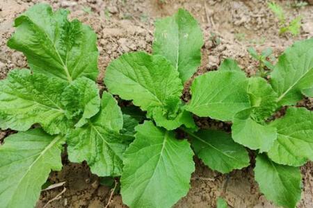 春天叶菜管理，叶类蔬菜用什么肥料好？