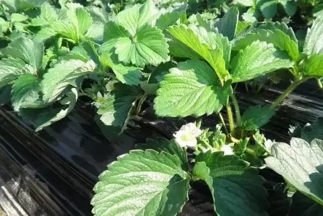 冬季大棚草莓怎么开风口，草莓种植技术