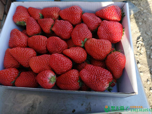 增加草莓果實硬度的方法，草莓如何延長存儲期