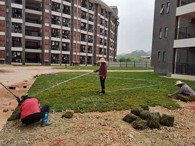 广州致枫园林绿化工程