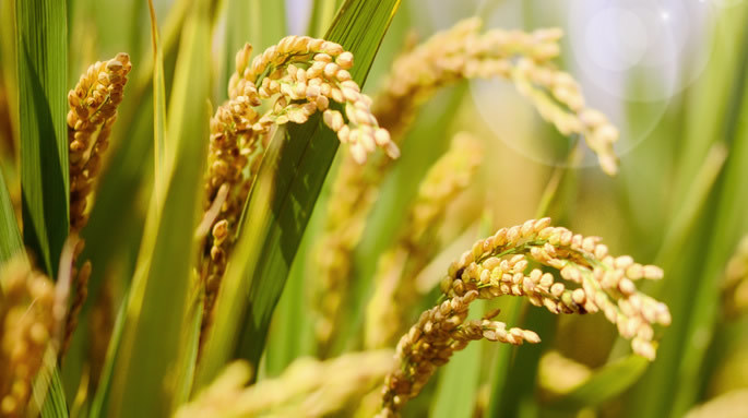 影響大米儲存的環境因素