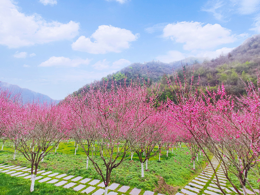 Taihe Plum Valley