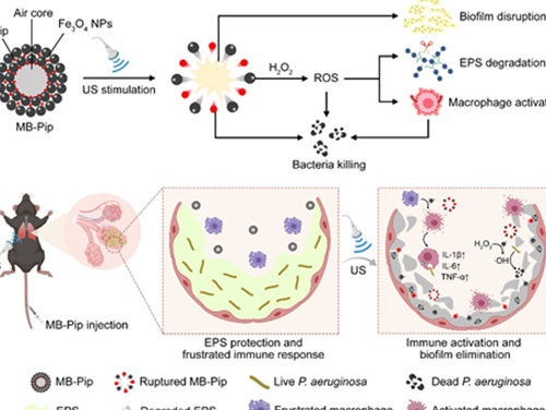 Science Advances publishes the research progress of the State Key Laboratory of Organic Electronics and Information Display in the field of ultrasonic-responsive antibacterial materials