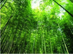 云南临沧市特色经济林产业产值将突破40亿元