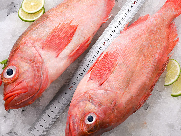 冷凍石斑魚