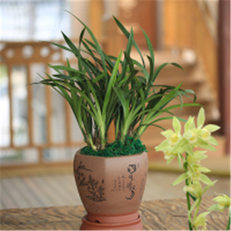 【J-052】兰花