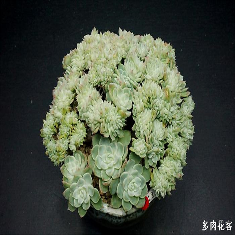 【R-050】