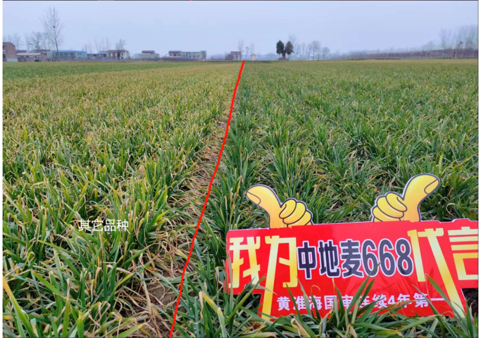 【喜讯】热烈祝贺中地麦668和齐民16号通过国家农作物品种初审