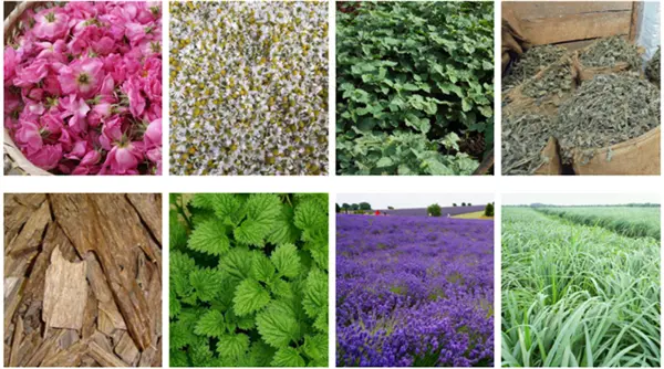 Lavender oil distiller