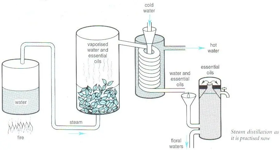 Essential oil distiller