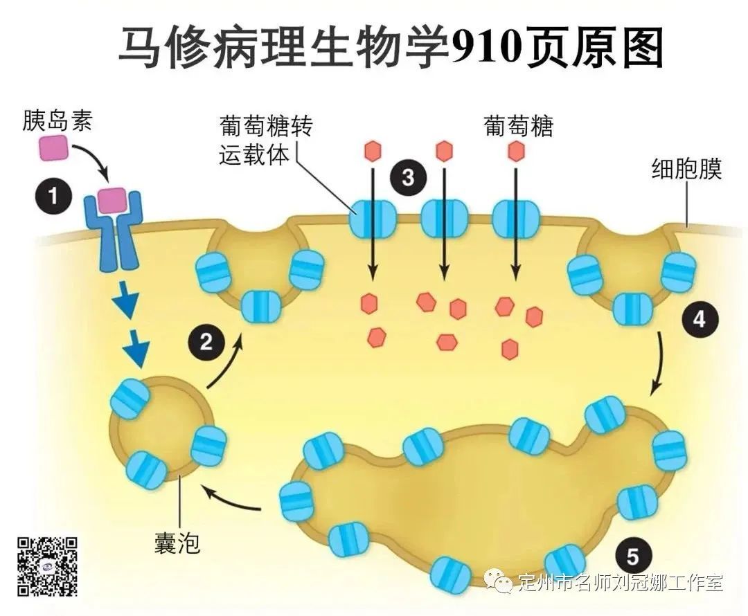 人体胰脏的胰岛细胞分泌胰岛素分子_1920X1080_高清视频素材下载(编号:4994890)_影视包装_光厂(VJ师网) www.vjshi.com