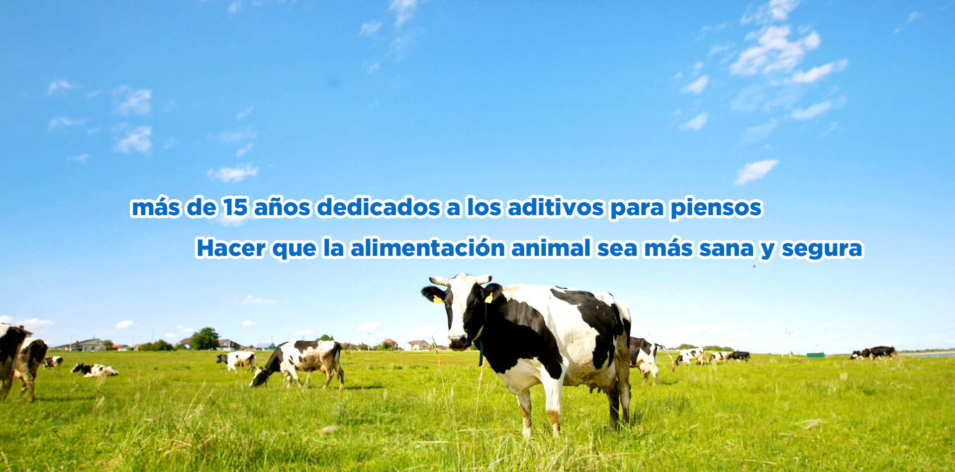 One-stop solution supplier Provide one-stop solution for animal nutrition, health and safety