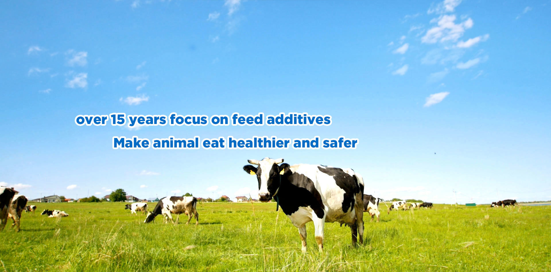 Over 15 years focus on feed additives Make animal eat healthier and safer