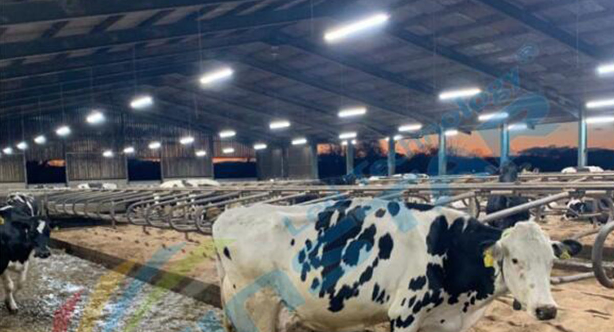 LED Dairy Cow Light-Cattle Farm Project in Netherland