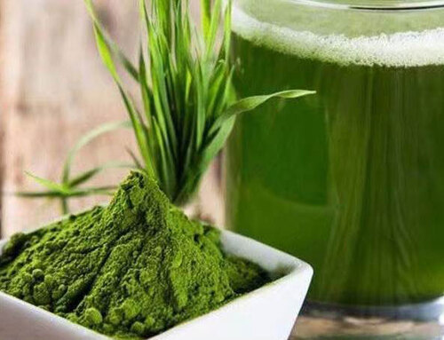 wheatgrass juice powder