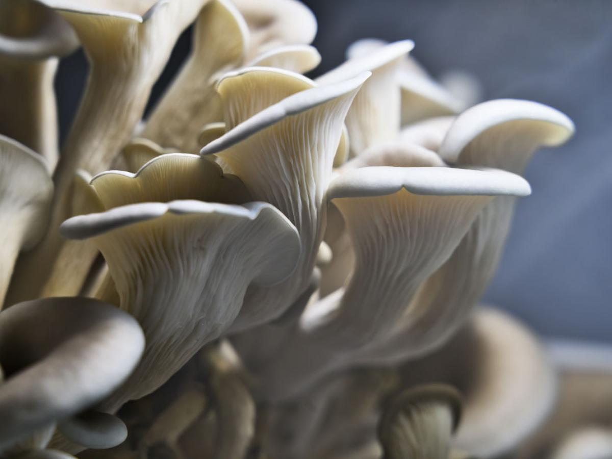 AI mushroom research sprouts $400k fellowship