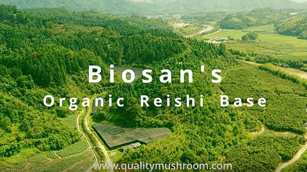 Our organic Reishi Base