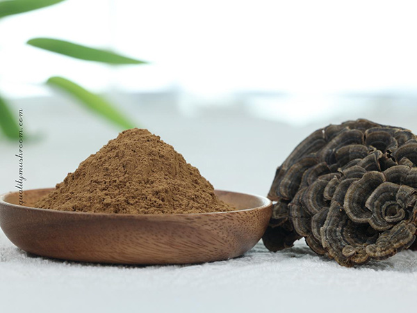 Turkey tail extract 12:1