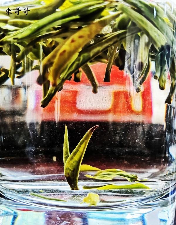八桂凌云白毫茶