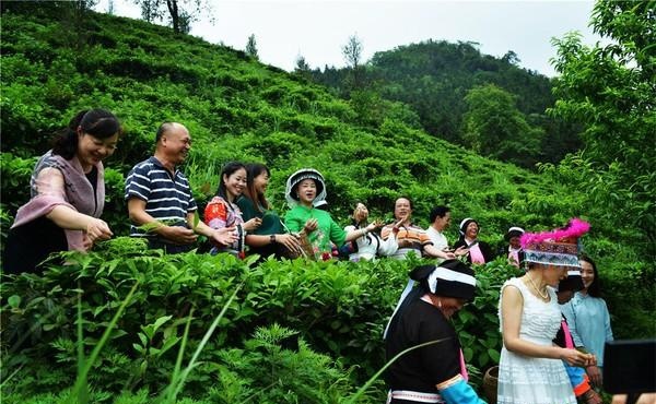 八桂凌云白毫茶
