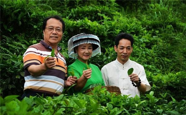 八桂凌云白毫茶